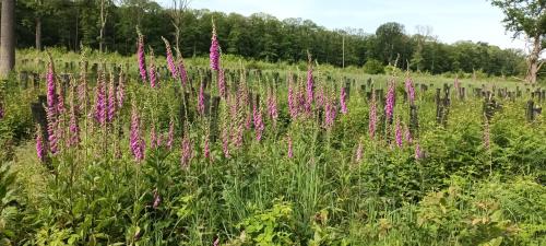 Balade du 3 juin en Foret de Saint leu sur la foutue route( Fleurs se sont des digitales)